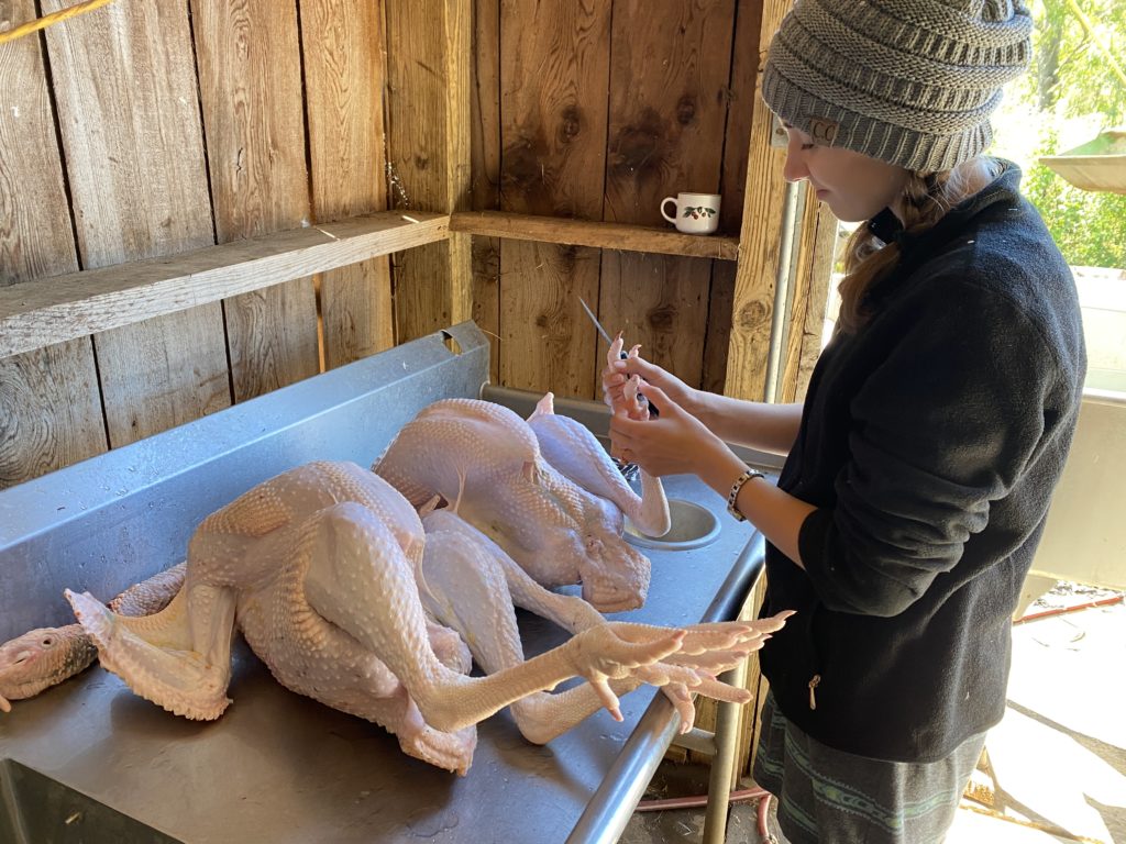 preparing turkey for 2022 Turkey Preorder
