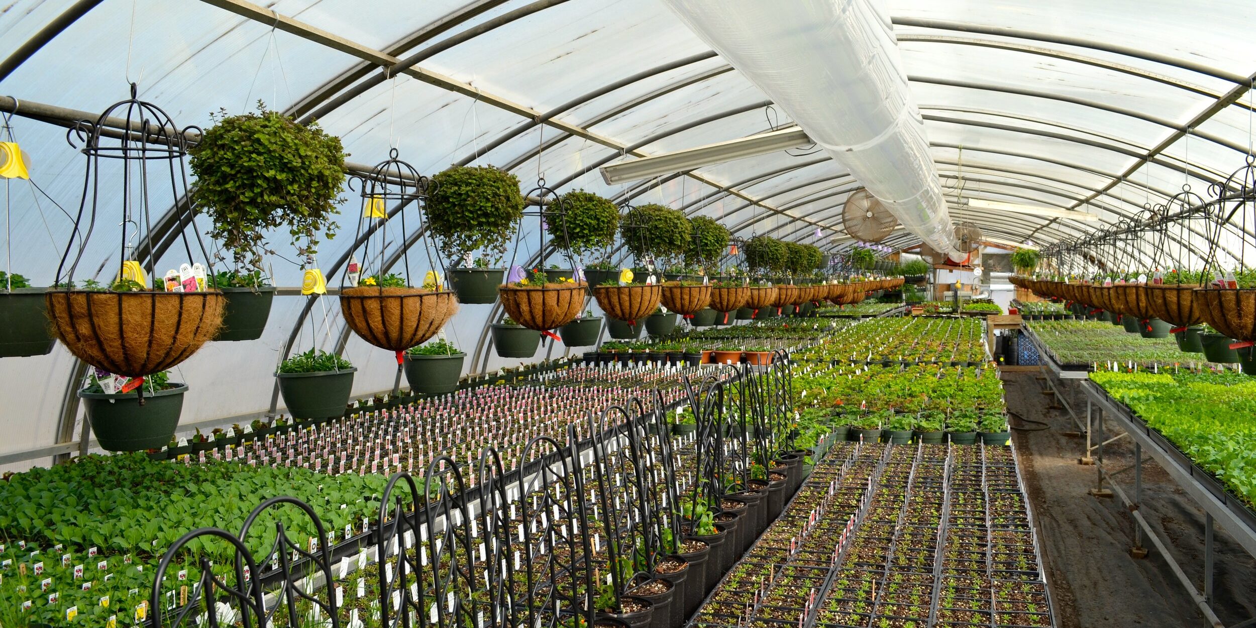 greenhouse